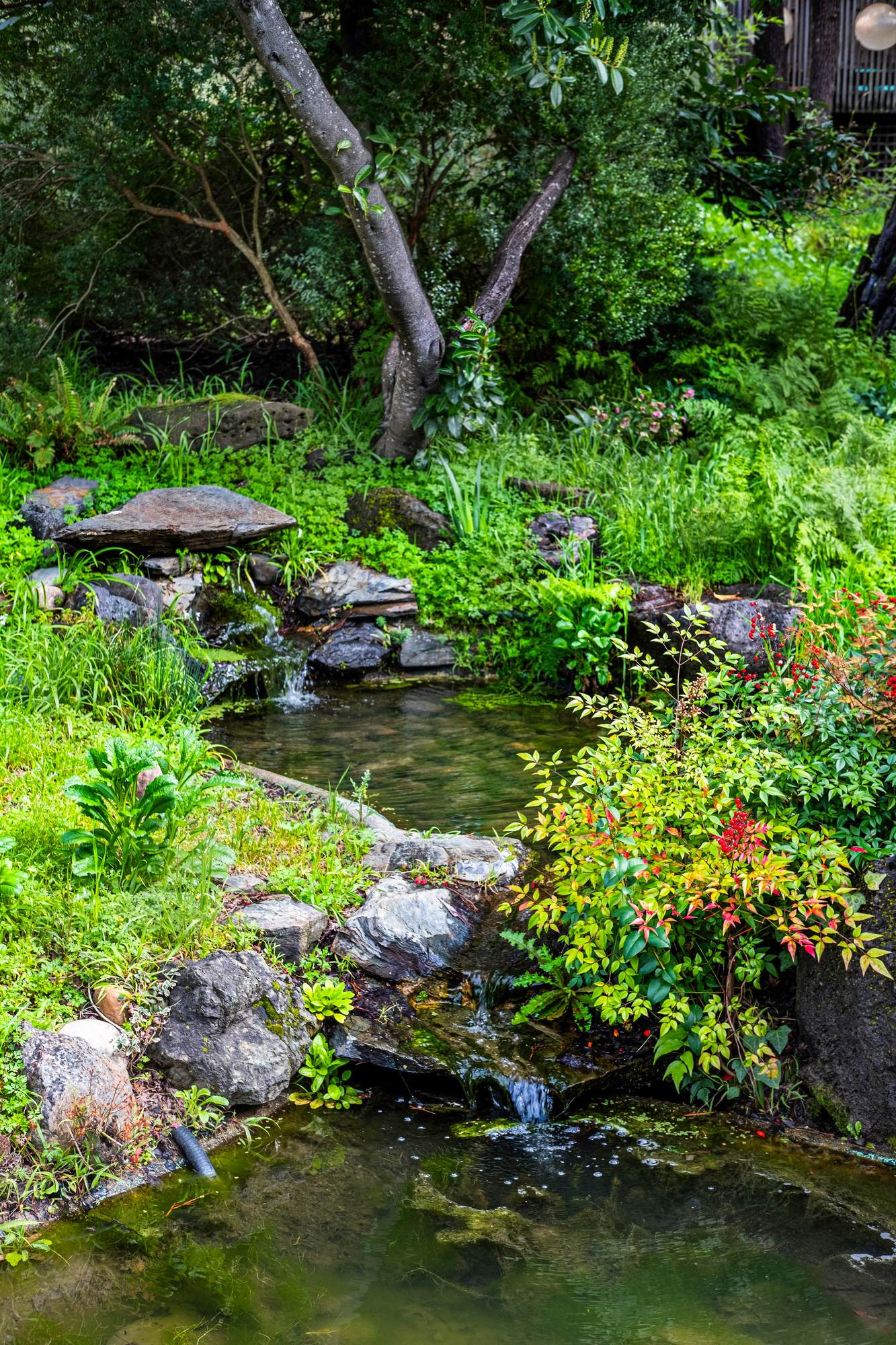 What A Pond Costs In Los Angeles