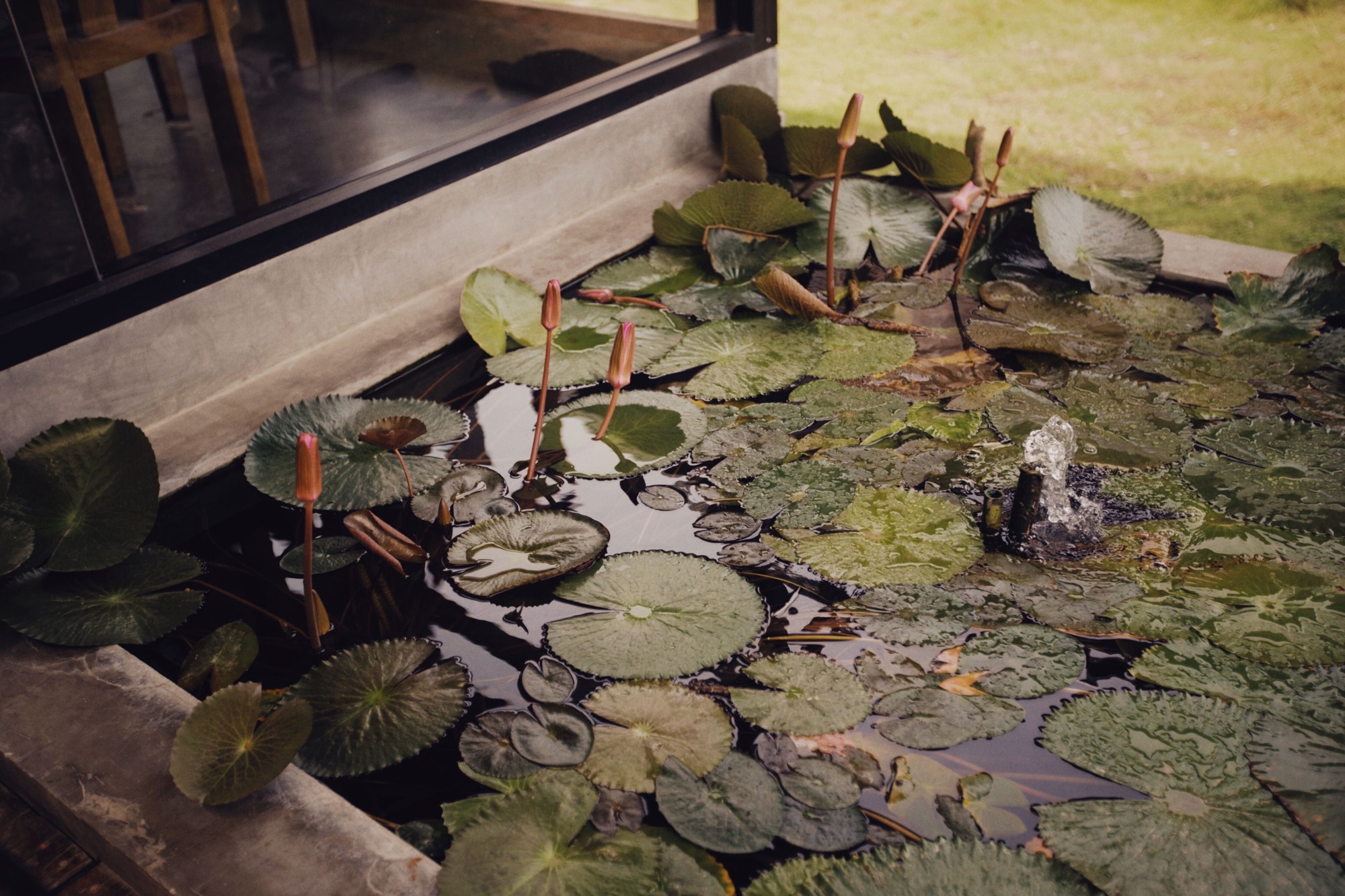 Los Angeles Pond Builder — Los Angeles
