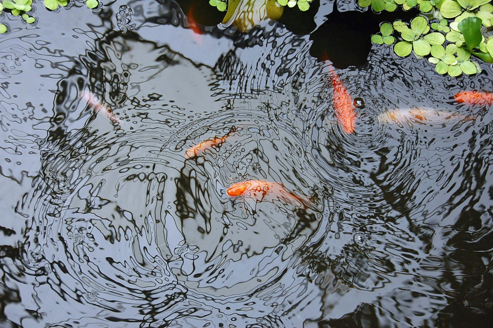 Koi swimming in clear water in a Los Angeles garden pond