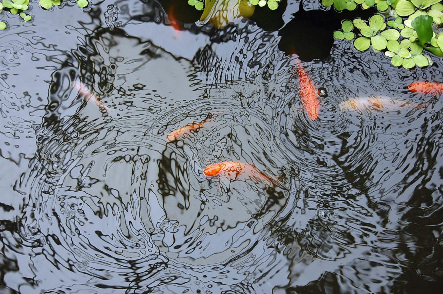 Los Angeles Pond Builder team