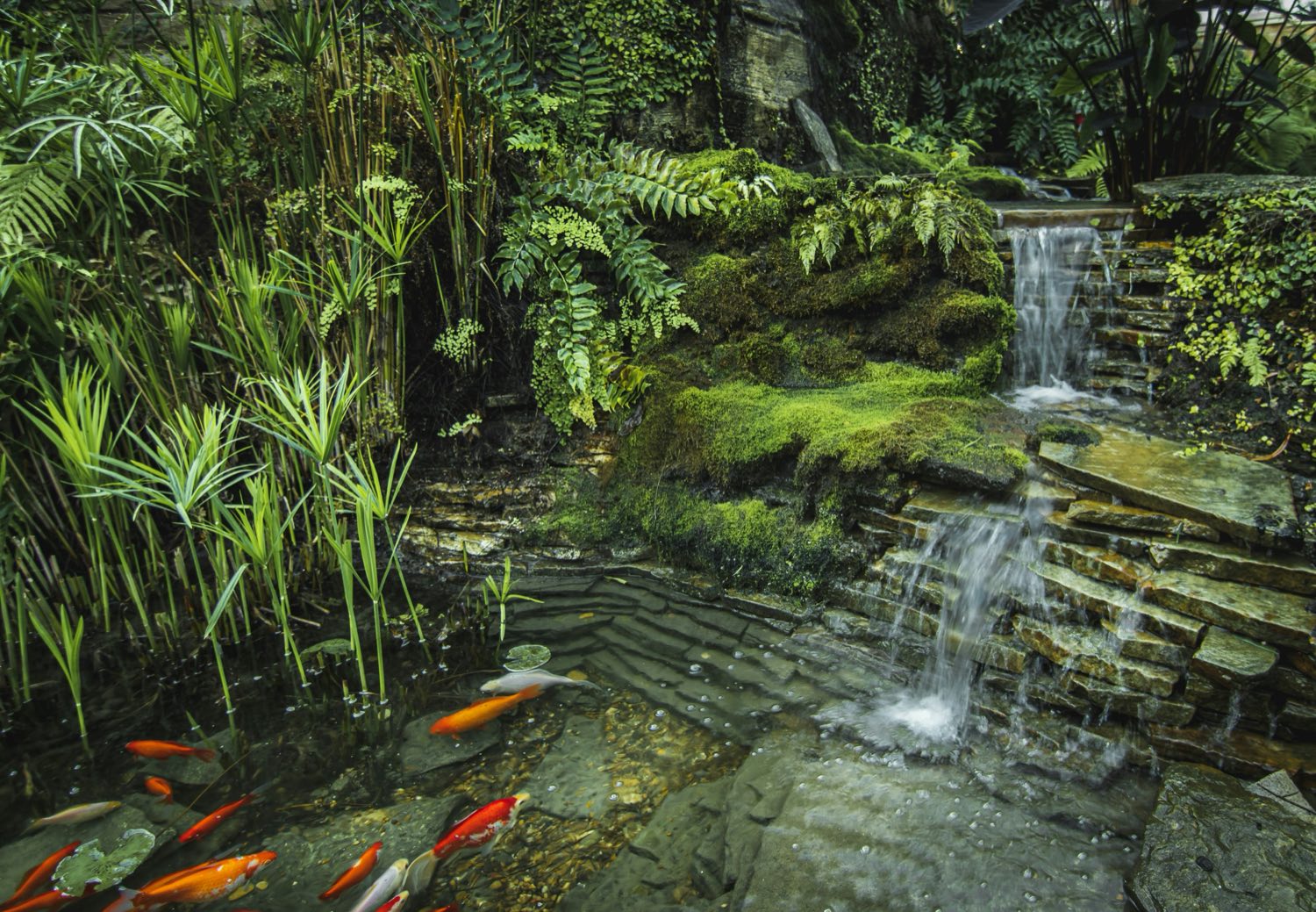When You Need Koi Pond Design & Construction